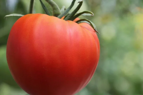 Große Rote Tomaten Wachsen Einem Gewächshaus Bereit Zur Ernte — Stockfoto