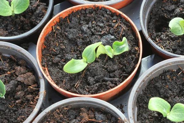 Crescere Giovani Verdi Piantine Zucca Vaso Giardinaggio Sfondo — Foto Stock