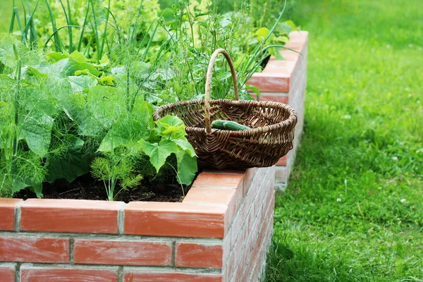 Cesto con verdure. Letti rialzati giardinaggio in un orto urbano piante erbe aromatiche spezie bacche e verdure — Foto Stock