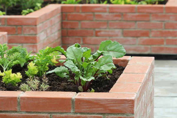 Cesta con verduras. Camas plantadas jardinería en un jardín urbano plantas de cultivo hierbas especias bayas y verduras —  Fotos de Stock