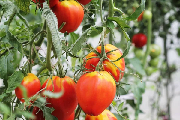 Μεγάλες Κόκκινες Ντομάτες Μεγαλώνουν Ένα Θερμοκήπιο Έτοιμο Πάρει — Φωτογραφία Αρχείου