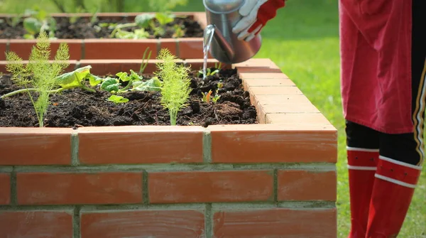 Donna giardiniere irrigazione piante. Letti rialzati ortaggi giardinaggio. — Foto Stock