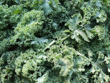 Taze lahana yapraklarının arkaplanı. Üst görünüm