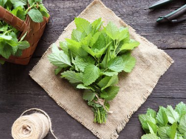 Ahşap masa üzerinde taze yeşil organik nane yaprağı. Seçici odak. 