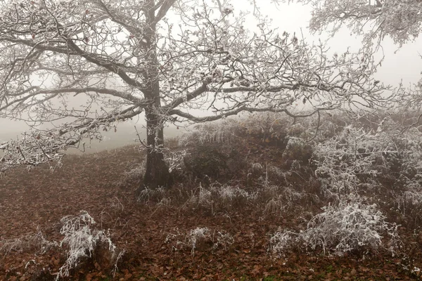 Frosty Tree Foggy Day — Stock Photo, Image