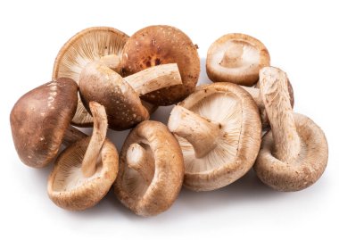 shiitake mantar beyaz zemin üzerine.