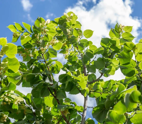 Árbol Tilo Flor Fondo Naturaleza — Foto de Stock