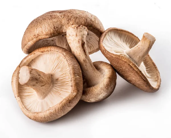 Shiitake Pilze Auf Weißem Hintergrund — Stockfoto