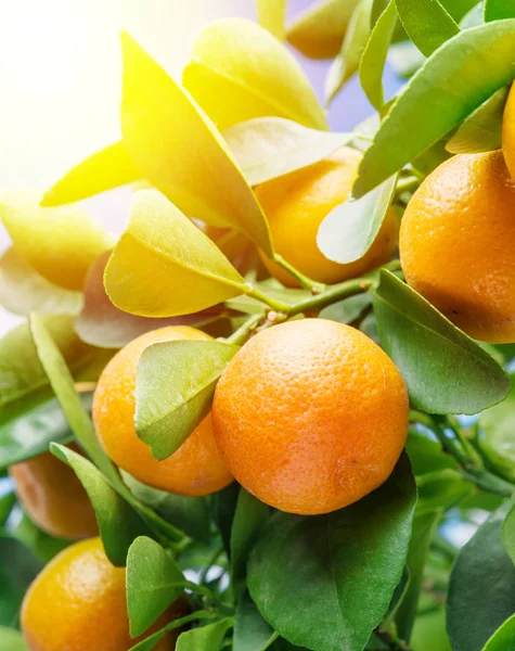 Reife Mandarinenfrüchte Auf Dem Baum Sonnenlicht — Stockfoto