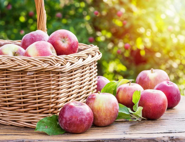 Oogst Van Appel Rijpe Rode Appels Mand Tafel Herfst Tuin — Stockfoto