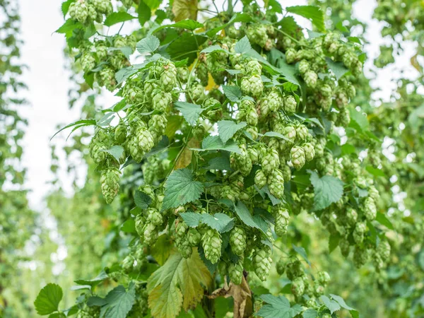 Hops Yard Hops Plants Climbing Special Supported Strings Wires — Stock Photo, Image