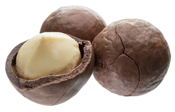 Nueces Macadamia Arbustos Aislados Sobre Fondo Blanco —  Fotos de Stock