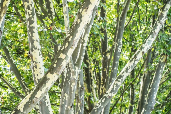 Дерева Платонів Скалярні Фігурні Латки Багажнику — стокове фото