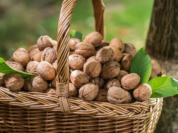 Walnussernte Walnüsse Korb Auf Dem Garten Hintergrund — Stockfoto