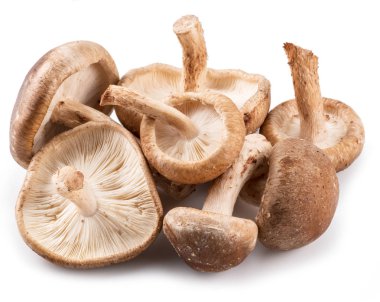 shiitake mantar beyaz zemin üzerine.