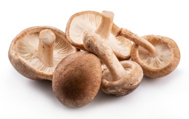 shiitake mantar beyaz zemin üzerine.