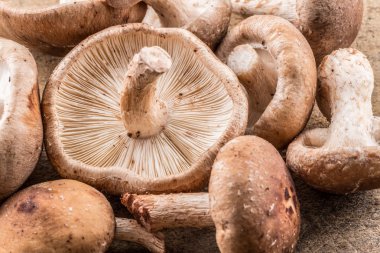 Shiitake mantar. Makro. Gıda arka plan.