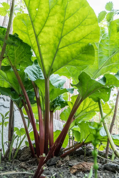 Plante Rhubarbe Dans Jardin Gros Plan — Photo