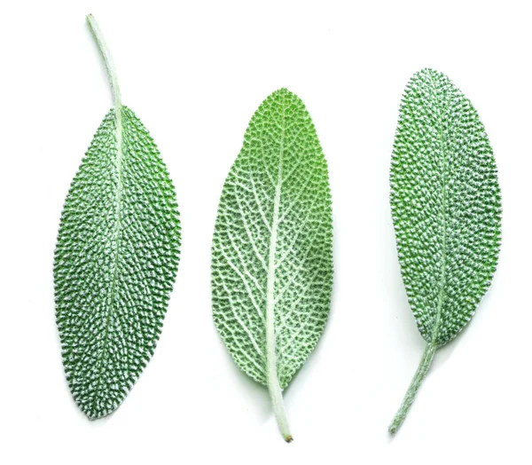 Fresh Velvet Leaves Garden Sage White Background — Stock Photo, Image