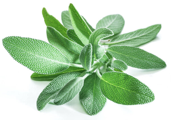 Свежие бархатные листья садового шалфея на белом фоне
.