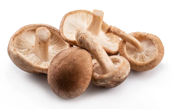 Champignons Shiitake Sur Fond Blanc — Photo