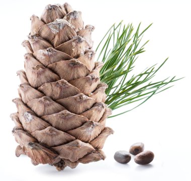 Çam fıstığı koni ve çam fıstığı beyaz arka plan üzerinde. Organik gıda.