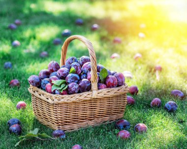 Erik hasadı. Yeşil çimlerin üzerindeki sepetin içinde erikler var..