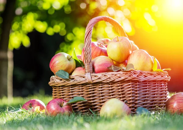 りんごの収穫 緑の芝生の上のバスケットに熟した赤いリンゴ バック グラウンドでの秋の庭 — ストック写真
