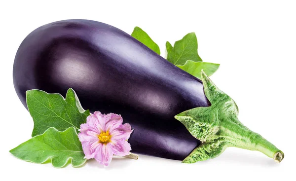 Aubergine Eller Äggplanta Med Aubergine Blomma Och Blad Vit Bakgrund — Stockfoto