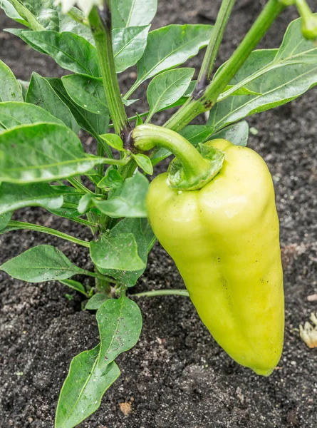 Paprika Nebo Papriky Zelené Rostliny Zahradě — Stock fotografie