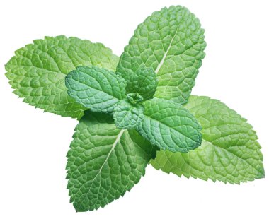 Spearmint or mint on white background. Top view. clipart