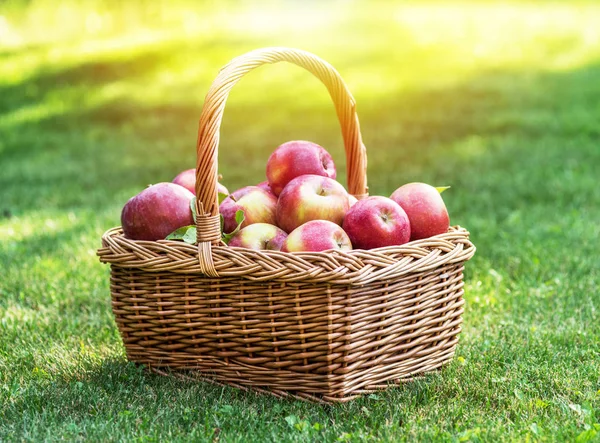 Sklizeň Jablek Zralá Červená Jablka Košíku Zelené Trávě — Stock fotografie