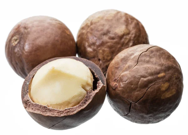 Macadamia Nuts Bush Nuts Isolated White Background — Stock Photo, Image