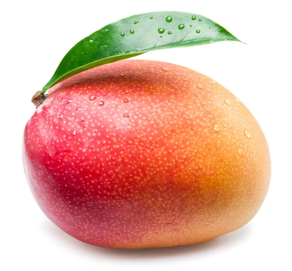 Fruta Mango Con Gotas Agua Aislado Sobre Fondo Blanco —  Fotos de Stock
