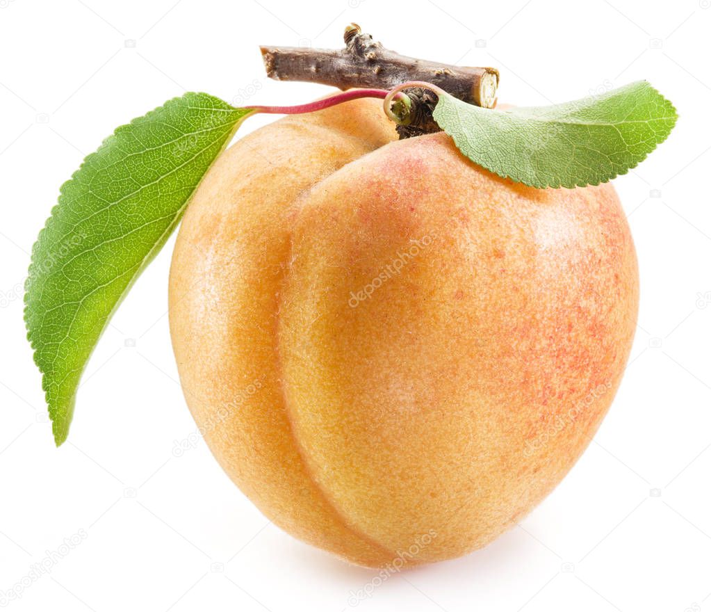 Apricot fruit with leaves on the white background.