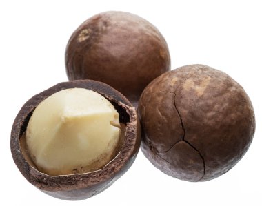 Macadamia fıstığı veya beyaz arka plan üzerinde izole bush fındık.