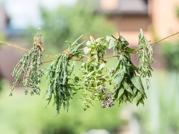 Bundles Flavoured Herbs Drying Open Air Nature Background — Stock Photo, Image