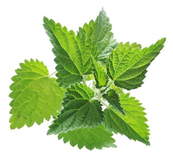 Nettle or urtica leaves isolated on white background.
