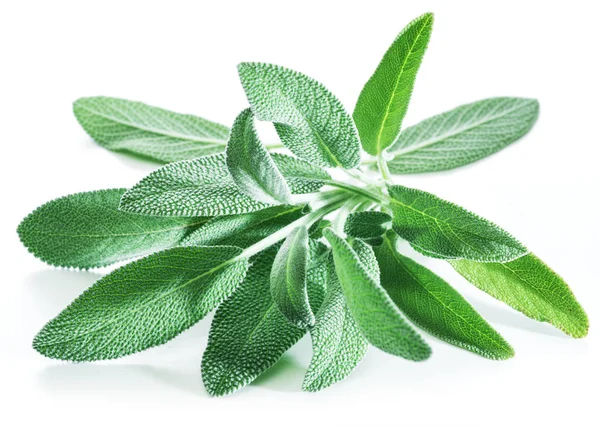 Taze kadife Bahçe adaçayı beyaz zemin üzerine bırakır..