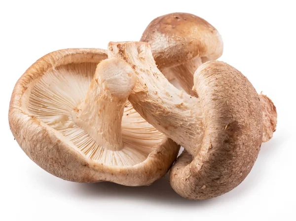 香菇在白色的背景 — 图库照片