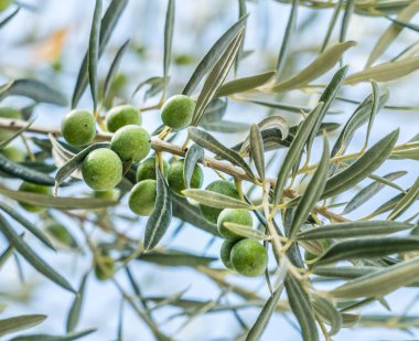 Çilek yakın çekim ile zeytin dalı. Mavi gökyüzü arka plan.