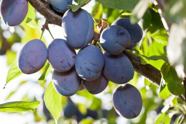 Bahçedeki ağaç üzerinde Erik. meyve arka plan.