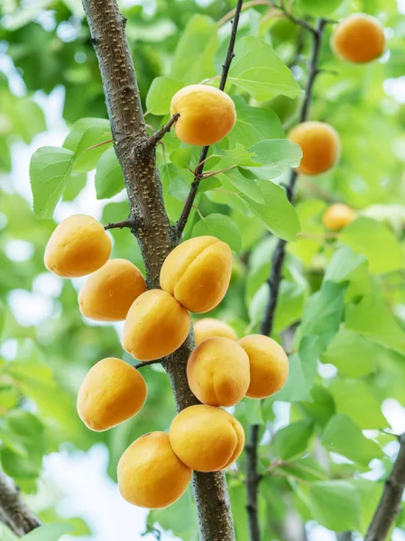 Albaricoques Una Rama Albaricoque Alimentos Ecológicos — Foto de Stock