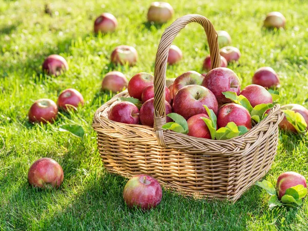 Apfelernte Reife Rote Äpfel Korb Auf Dem Grünen Gras — Stockfoto