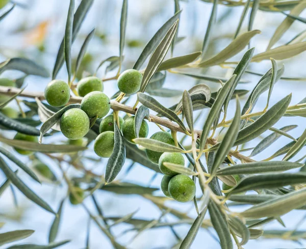 Olivenzweig Mit Beeren Nahaufnahme Blauer Himmel Hintergrund — Stockfoto