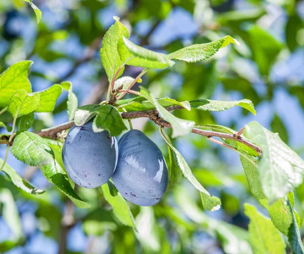木に熟した梅は クローズ アップ ショットします 背景に青空 — ストック写真
