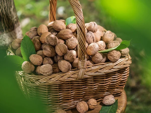 Ořech Harvest Vlašské Ořechy Košíku Dřevěný Stůl — Stock fotografie