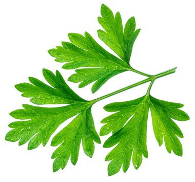 Maydanoz ot. Makro çekim küçük yaprak.