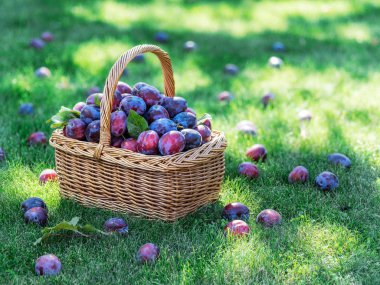 Erik hasadı. Yeşil çimlerin üzerindeki sepetin içinde erikler var..