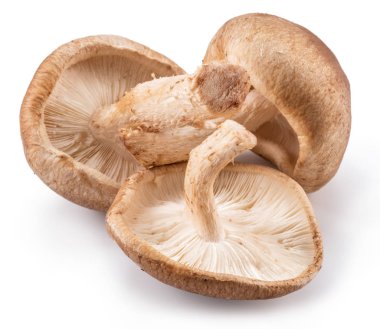 shiitake mantar beyaz zemin üzerine.